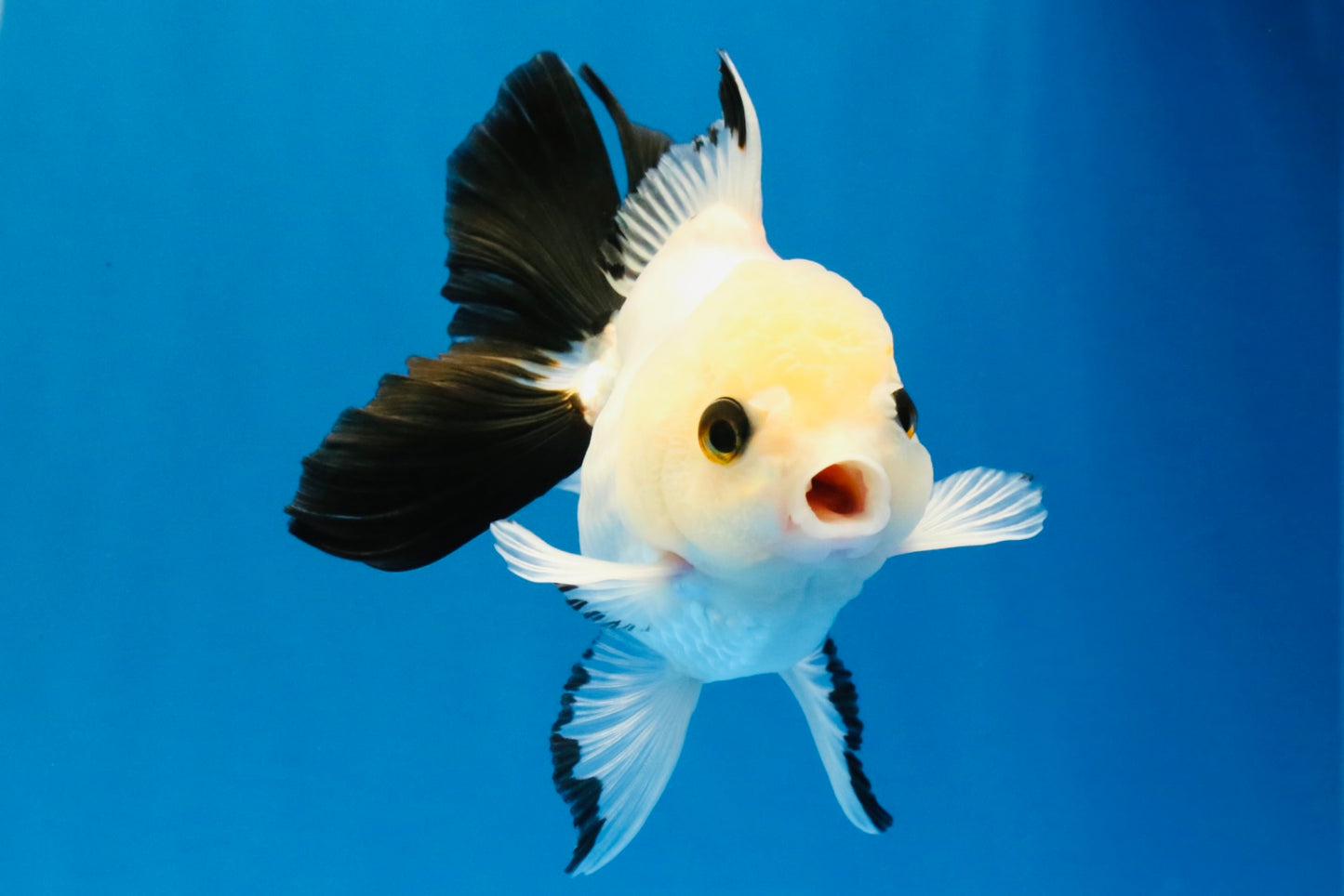 [SINGLE] Panda Oranda Male 4 inches #041026SO_08
