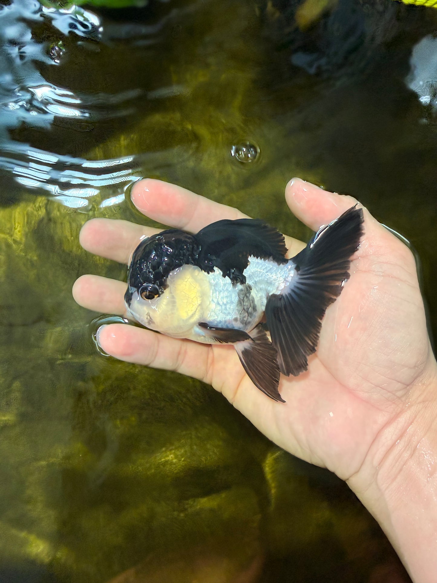 [SINGLE] Panda Oranda Female 4 inches #040326SO_02