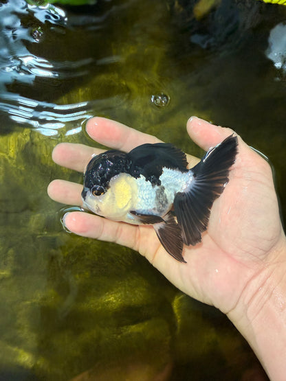 [SINGLE] Panda Oranda Female 4 inches #040326SO_02