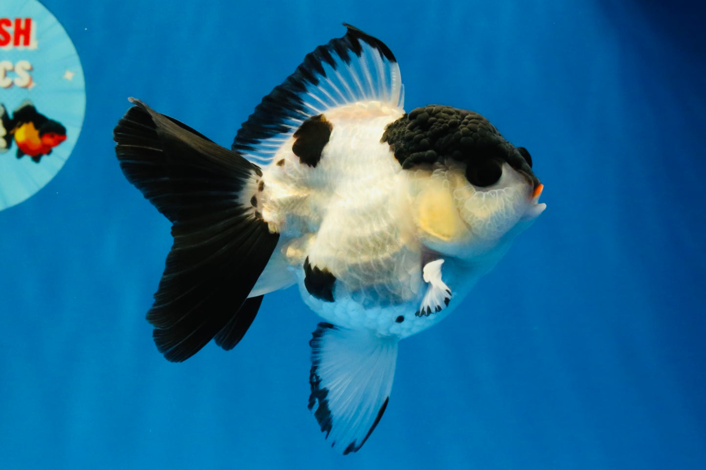 [SINGLE] Tricolor Oranda Female 4-4.5 inches #041026SO_05