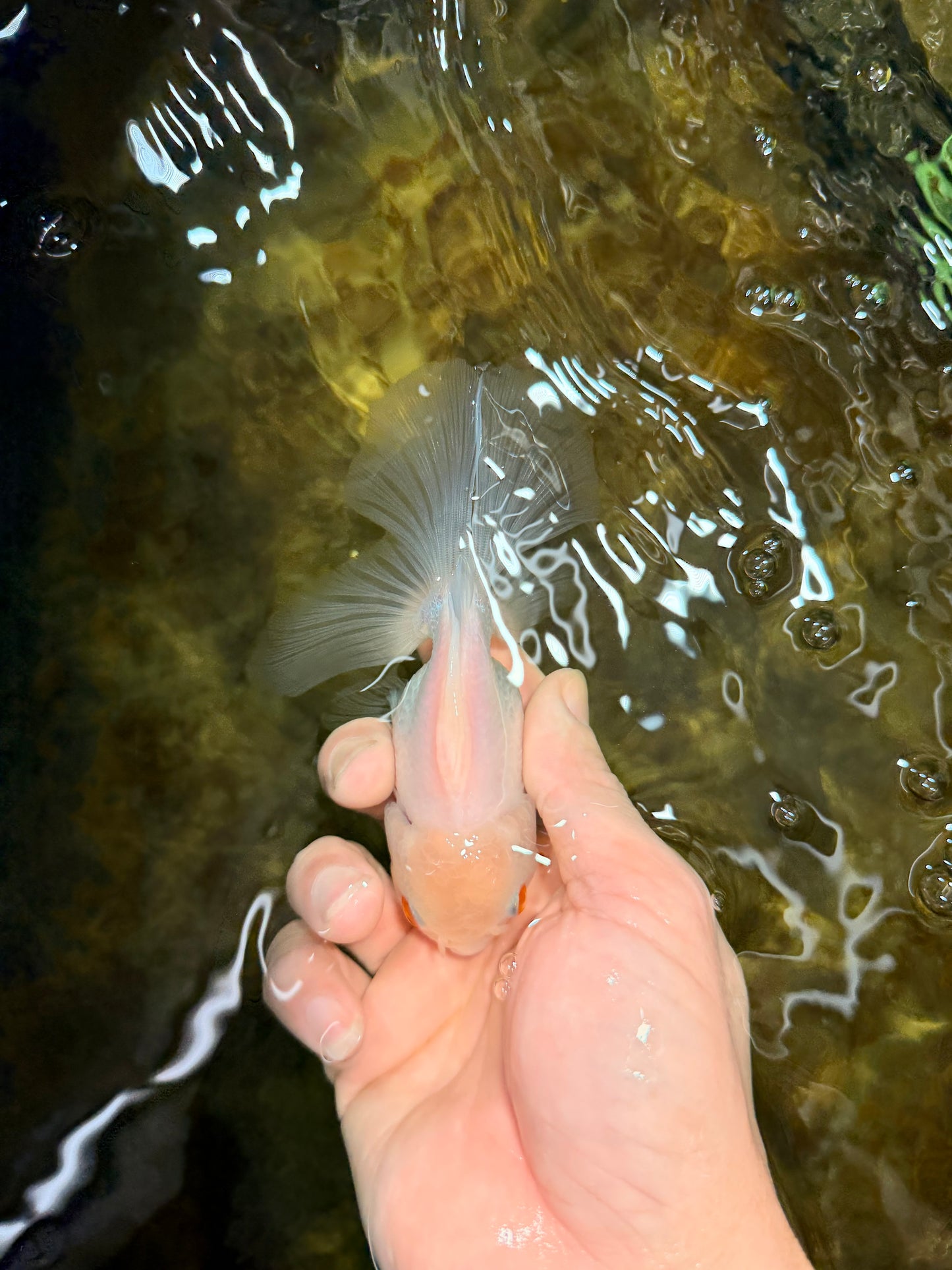 [SINGLE] White Oranda Male 4.5 inches #121925SO_03