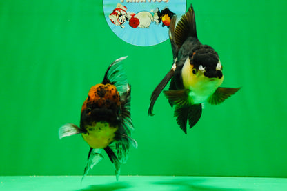[COUPLE] Tiger Male & Panda Female Oranda 4.5 inches #101025CO_06