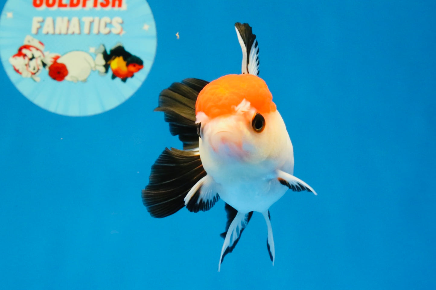 [SINGLE] Tricolor Oranda Female 4-4.5 inches #041026SO_06