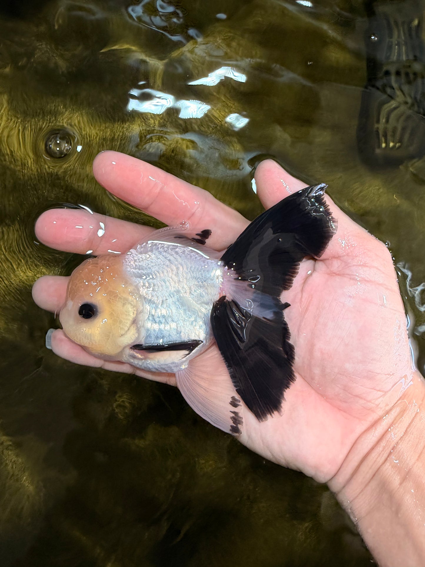 [SINGLE] Panda Button Eyes Oranda Male 4.5 inches #032026SO_08