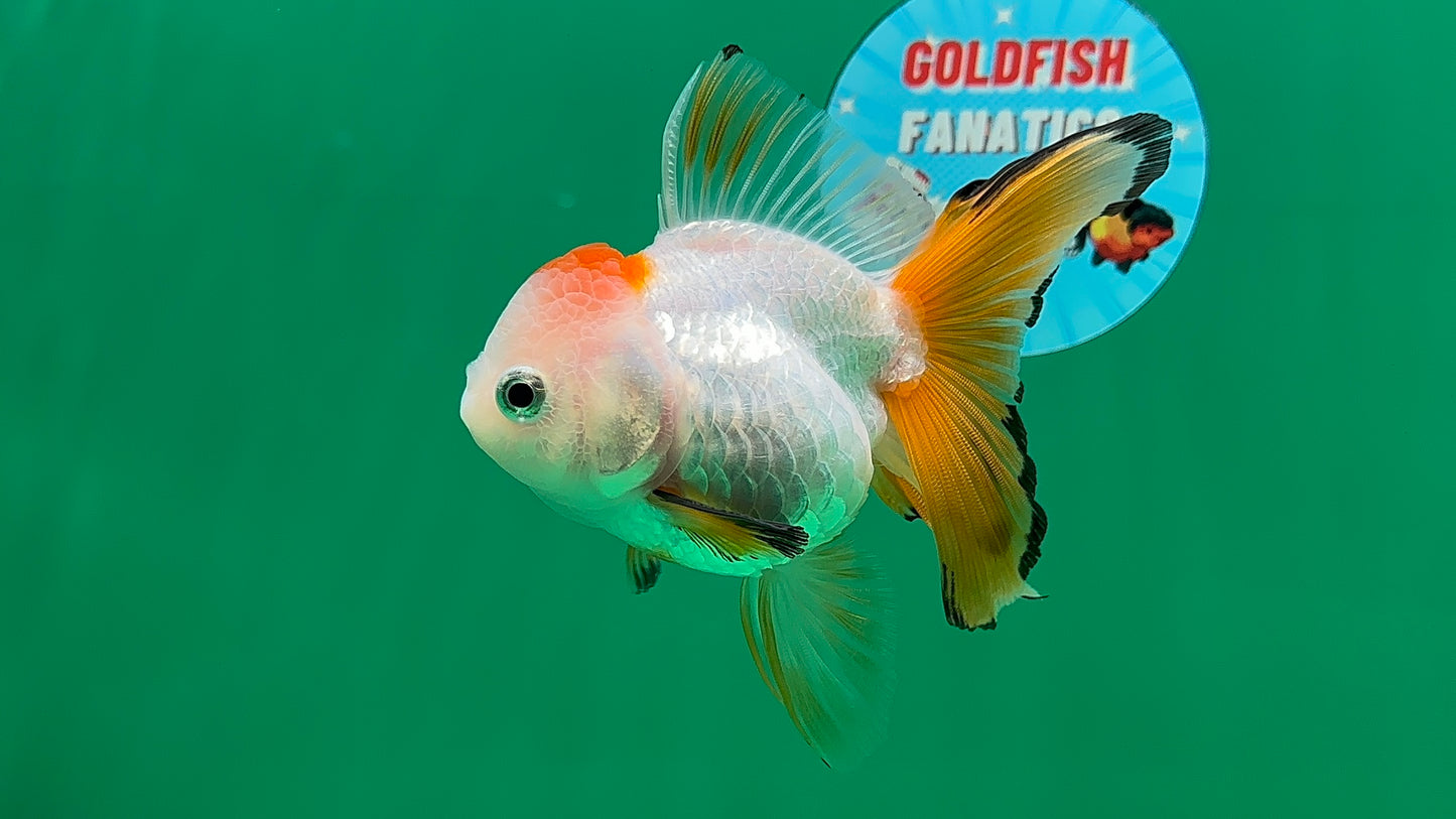 [SINGLE] Tricolor Oranda Female 4.5 inches #062025SO_07