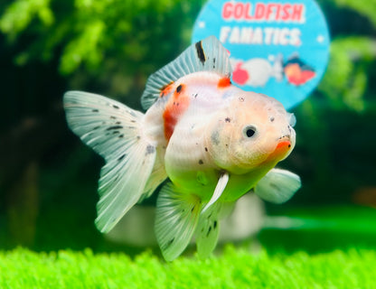 [SINGLE] Calico Oranda Male size 4 inches #112224SO_02