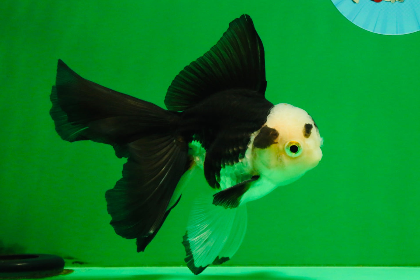 [SINGLE] Panda Oranda Male 5 inches #112125SO_03