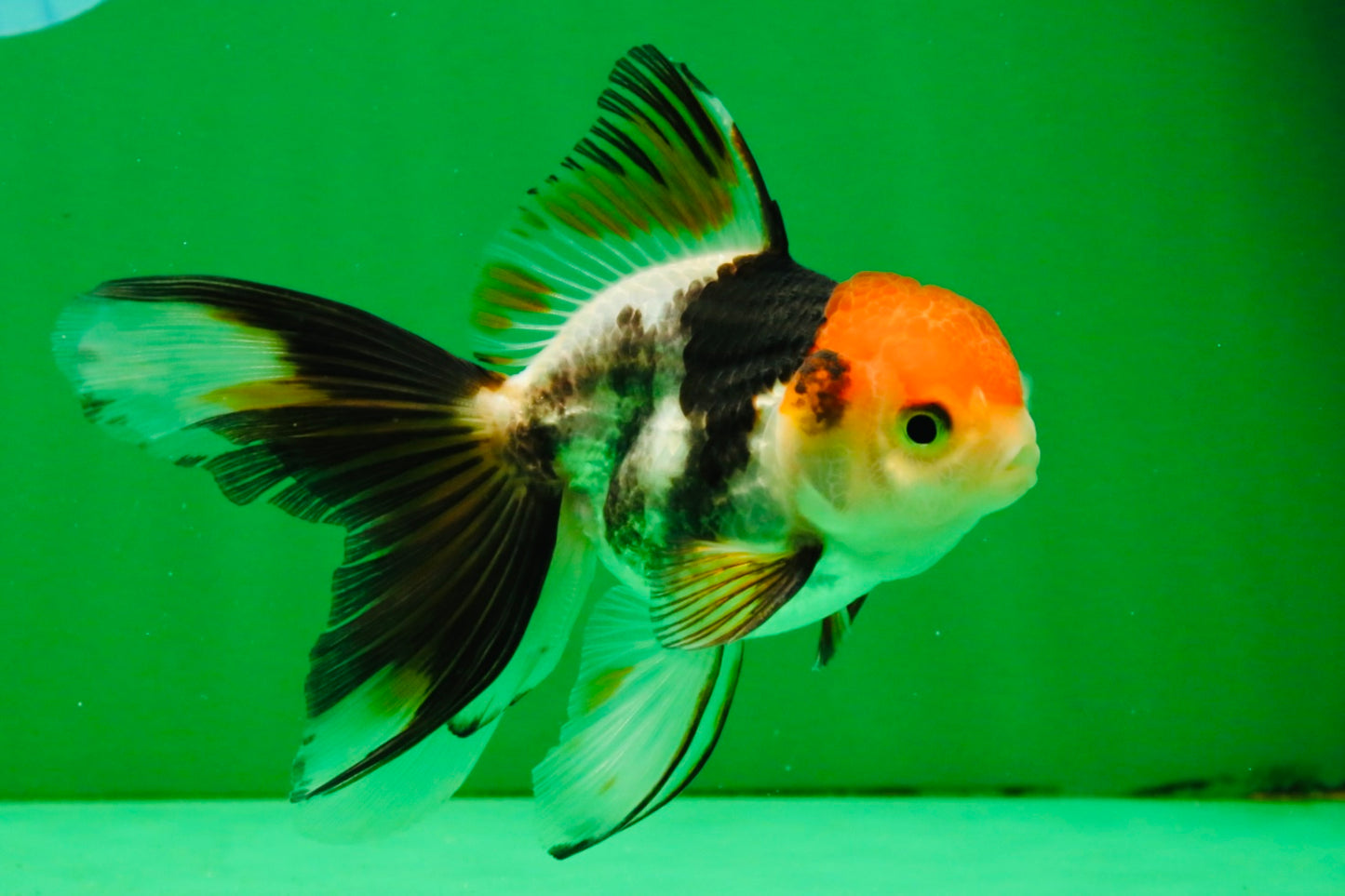 [SINGLE] Tricolor Oranda Male 4-4.5 inches #111425SO_02