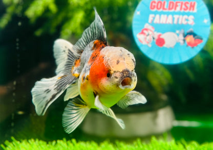 [SINGLE] Calico Oranda Male size 4 inches #112224SO_03