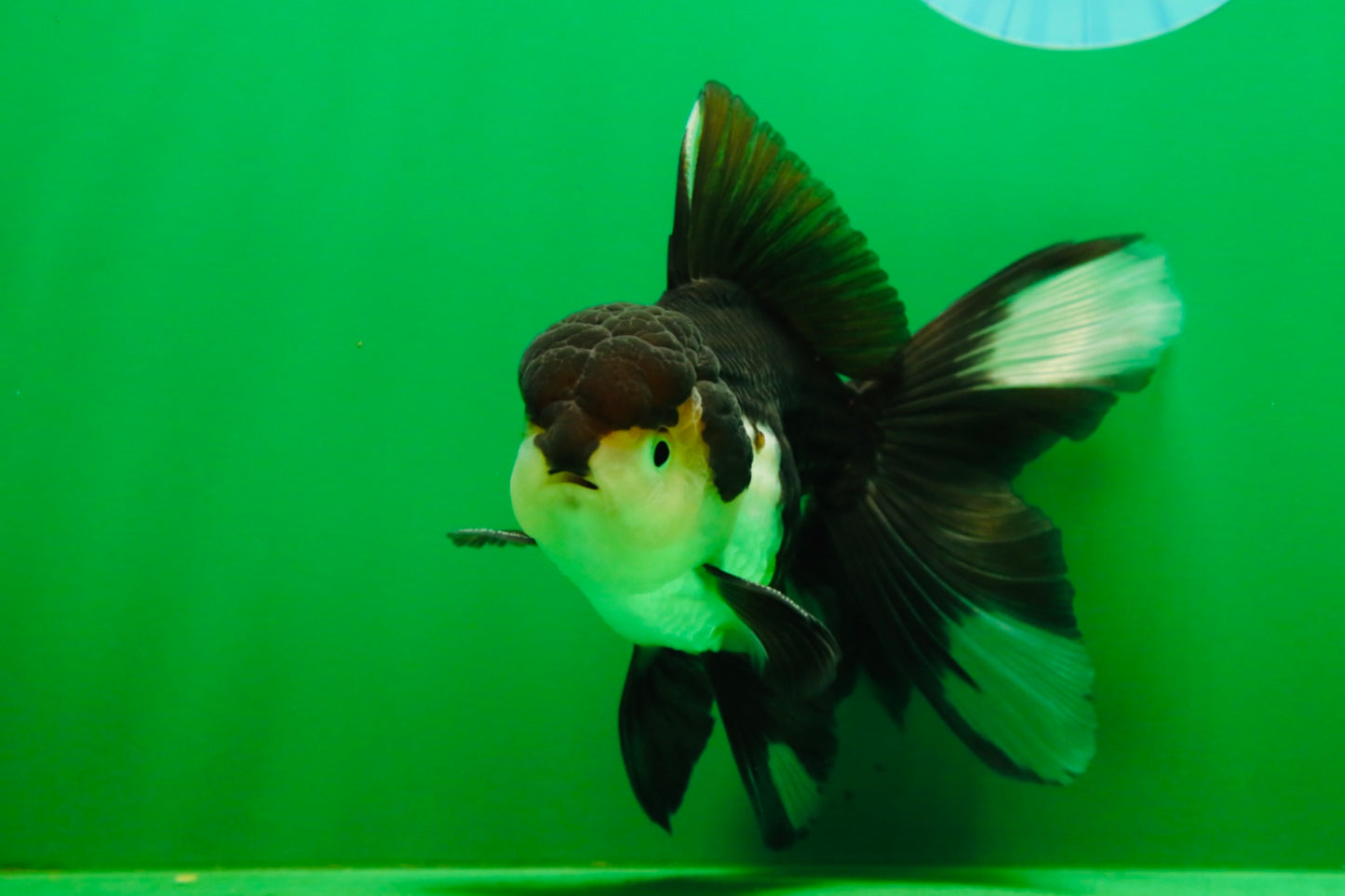 [SINGLE] Panda Male Oranda 4.5-5 inches #080125SO_07