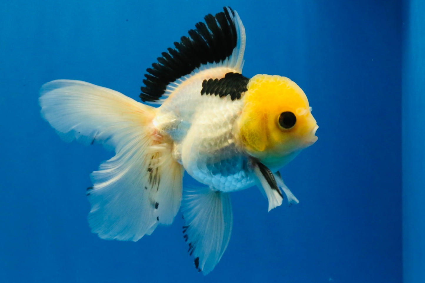 [SINGLE] Panda Oranda Male 4.5 inches #030626SO_03