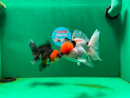 [COUPLE] Red Head Male & Tricolor Female Oranda 4.5 inches #051625CO_10