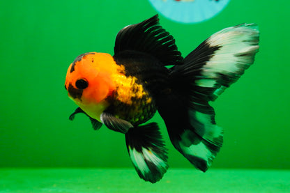 [SINGLE] Apache Button Eyes Male Oranda 4.5 inches #080125SO_04