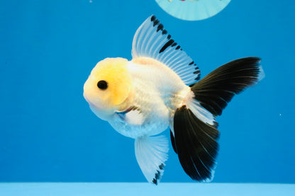 [SINGLE] Panda Button Eyes Oranda Male 4.5 inches #032026SO_08