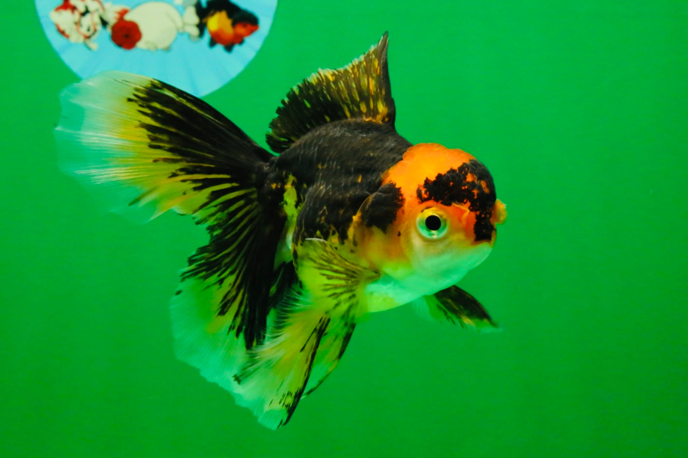 [SINGLE] Tricolor Oranda Female 4.5-5 inches #111425SO_09