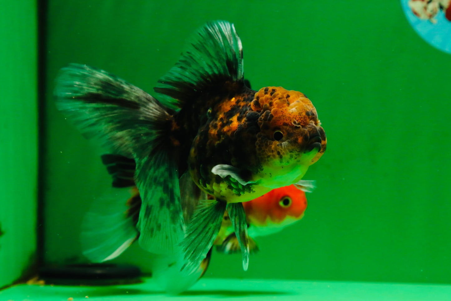 [COUPLE] Tricolor Male & Tiger Female 4.5 inches #091925CO_03