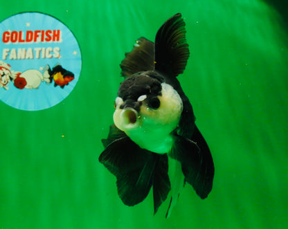 [SINGLE] Panda Oranda Male 5.5-6  inches #121925SO_02