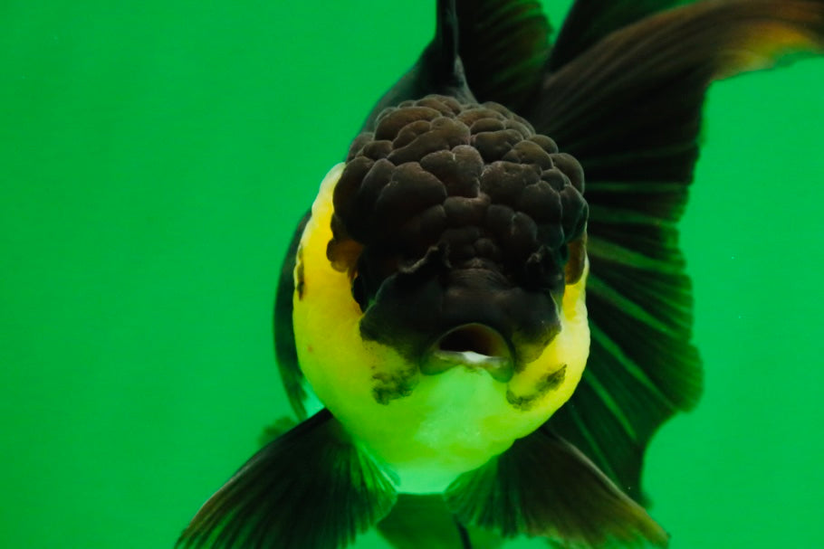 [SINGLE] Panda Oranda Female 5 inches #082225SO_11