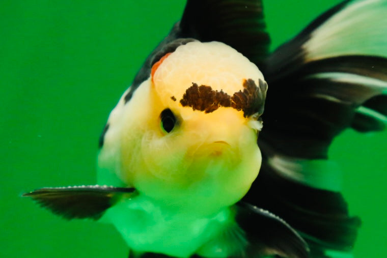 [SINGLE] Panda Male Oranda 4.5 inches #080125SO_09