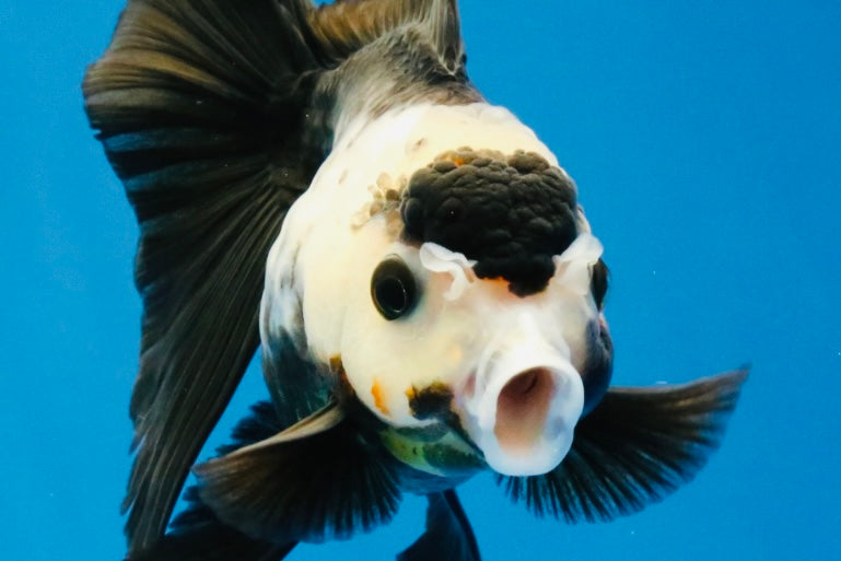 [SINGLE] Panda Oranda Female 4 inches #032026SO_02