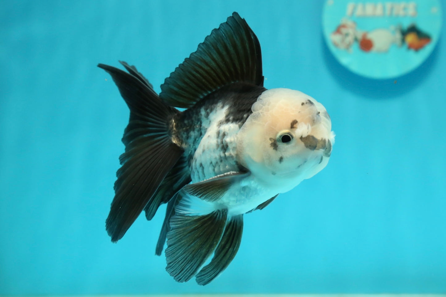 [SINGLE] Panda Oranda Male 4.5 inches #112924SO_08