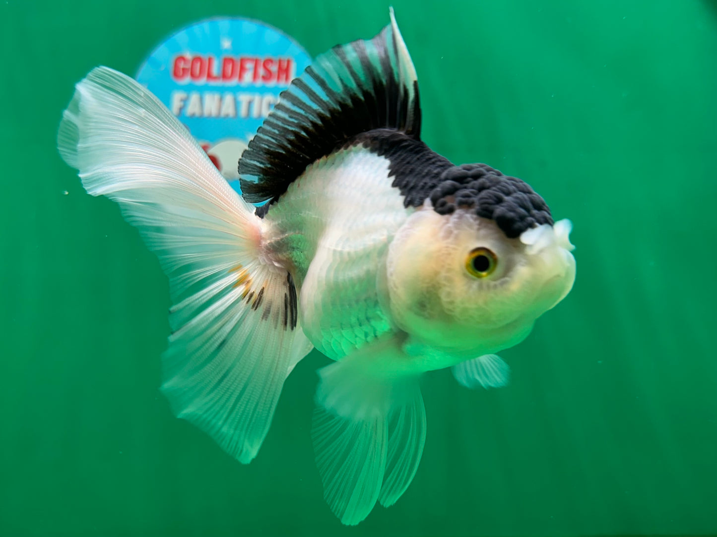 [COUPLE] Tricolor Male & Panda Female Oranda 4.5-5 inches #052325CO_09