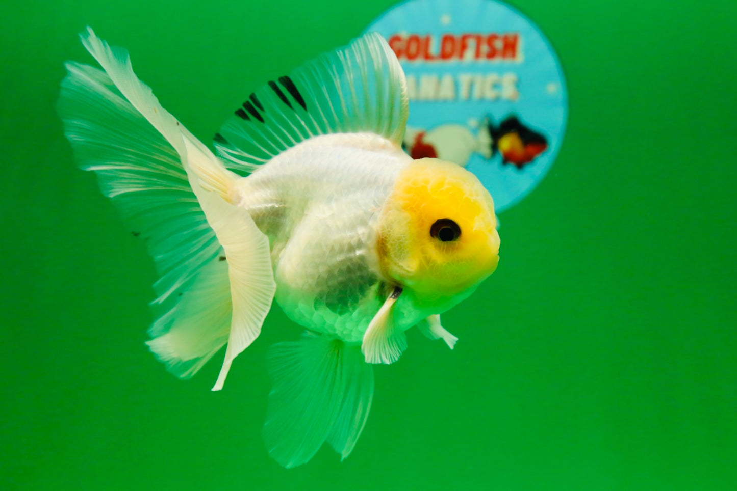 [SINGLE] White Male Oranda 5 inches #080125SO_05