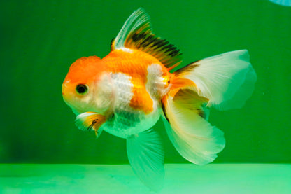 [SINGLE] Tricolor Oranda Male 4-4.5 inches #111425SO_01
