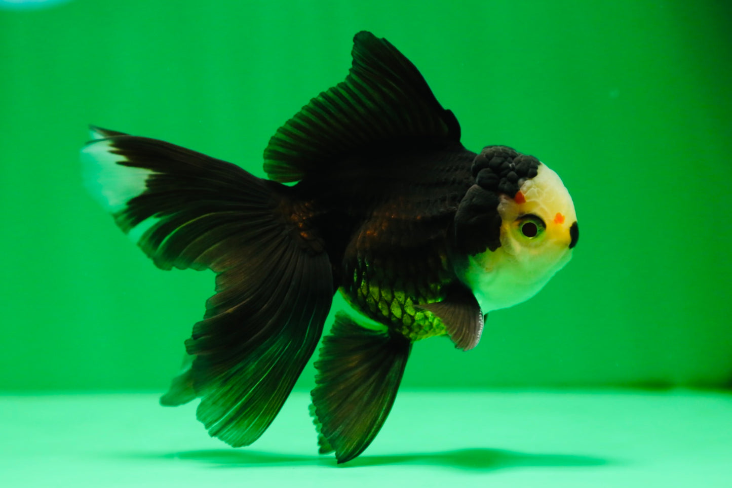 [SINGLE] Panda Oranda Male 4.5 inches #090525SO_02