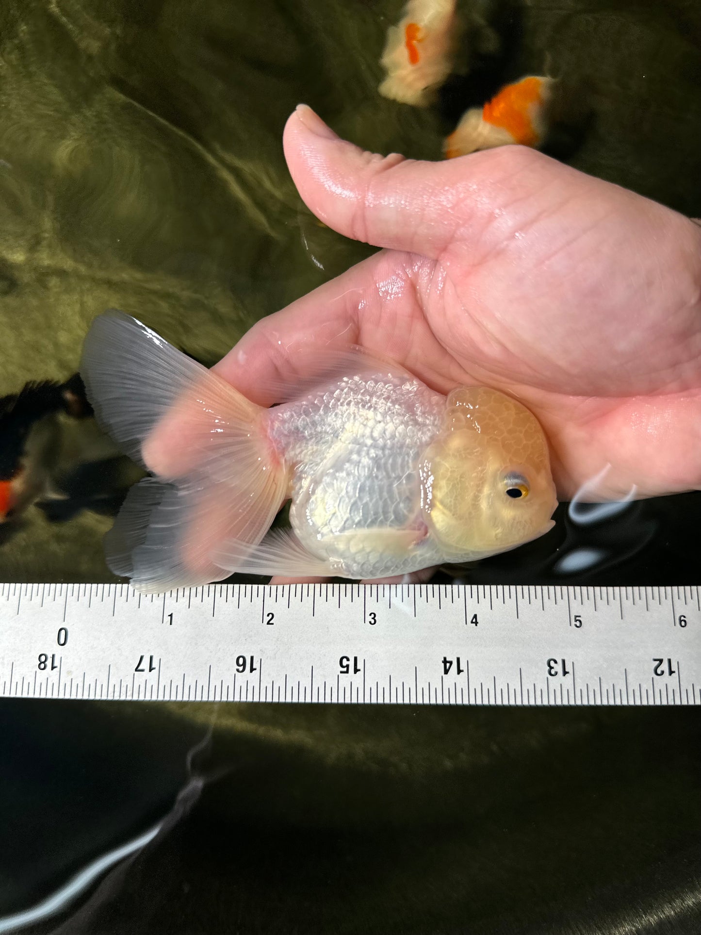 [SINGLE] White Oranda Male 4.5 inches #050225SO_03