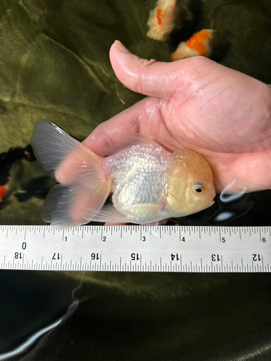 [SINGLE] White Oranda Male 4.5 inches #050225SO_03