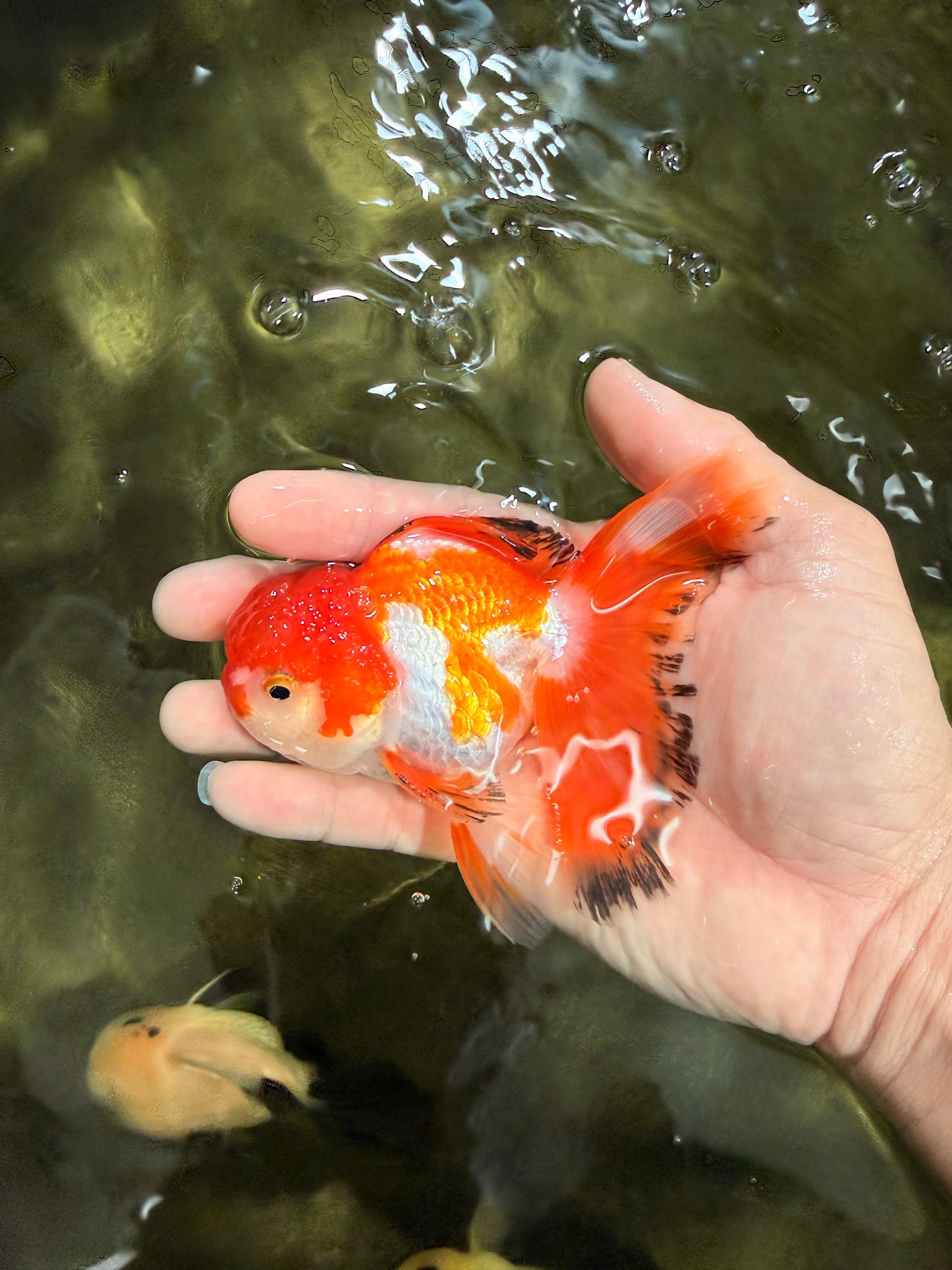 [SINGLE] Red White Oranda Male 4.5 inches #031326SO_07