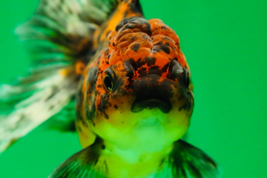 [SINGLE] Tiger Oranda Female 4.5 inches #090525SO_01