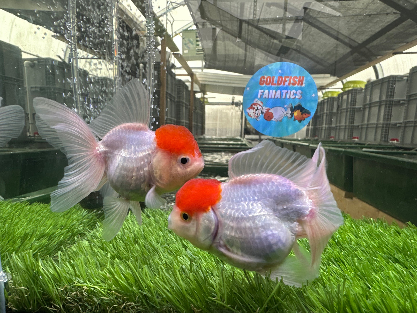 [COUPLE] Red Cap Male & Female Oranda 3.5-4 inches #110824CO_04