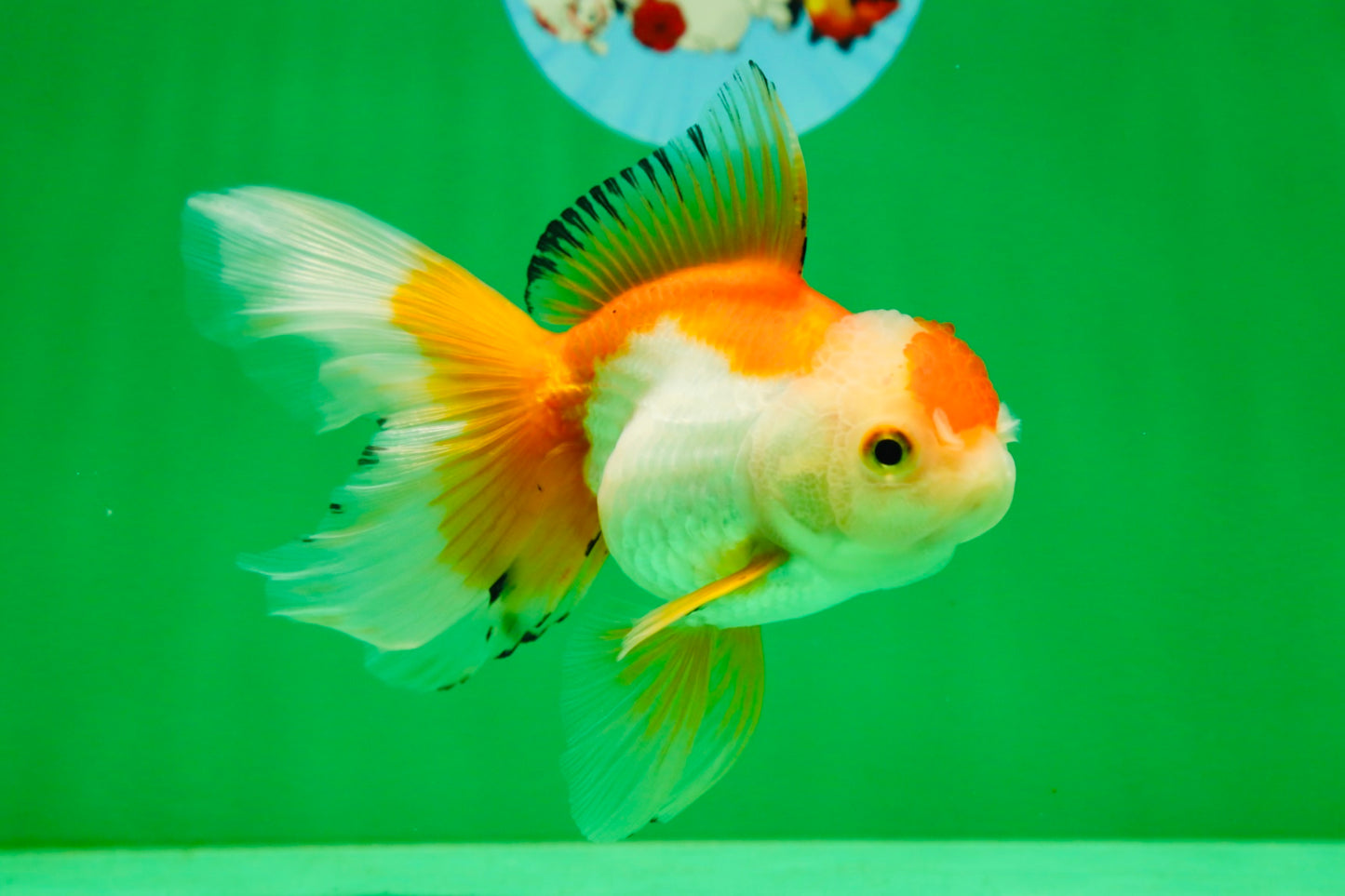 [SINGLE] Orange White Oranda Female 5 inches #081525SO_08