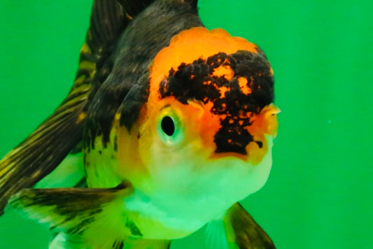 [SINGLE] Tricolor Oranda Female 4.5-5 inches #111425SO_09