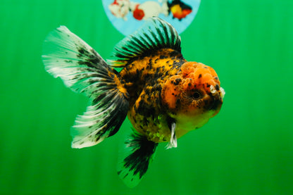 [SINGLE] Tiger Oranda Male 4.5-5 inches #080825SO_08