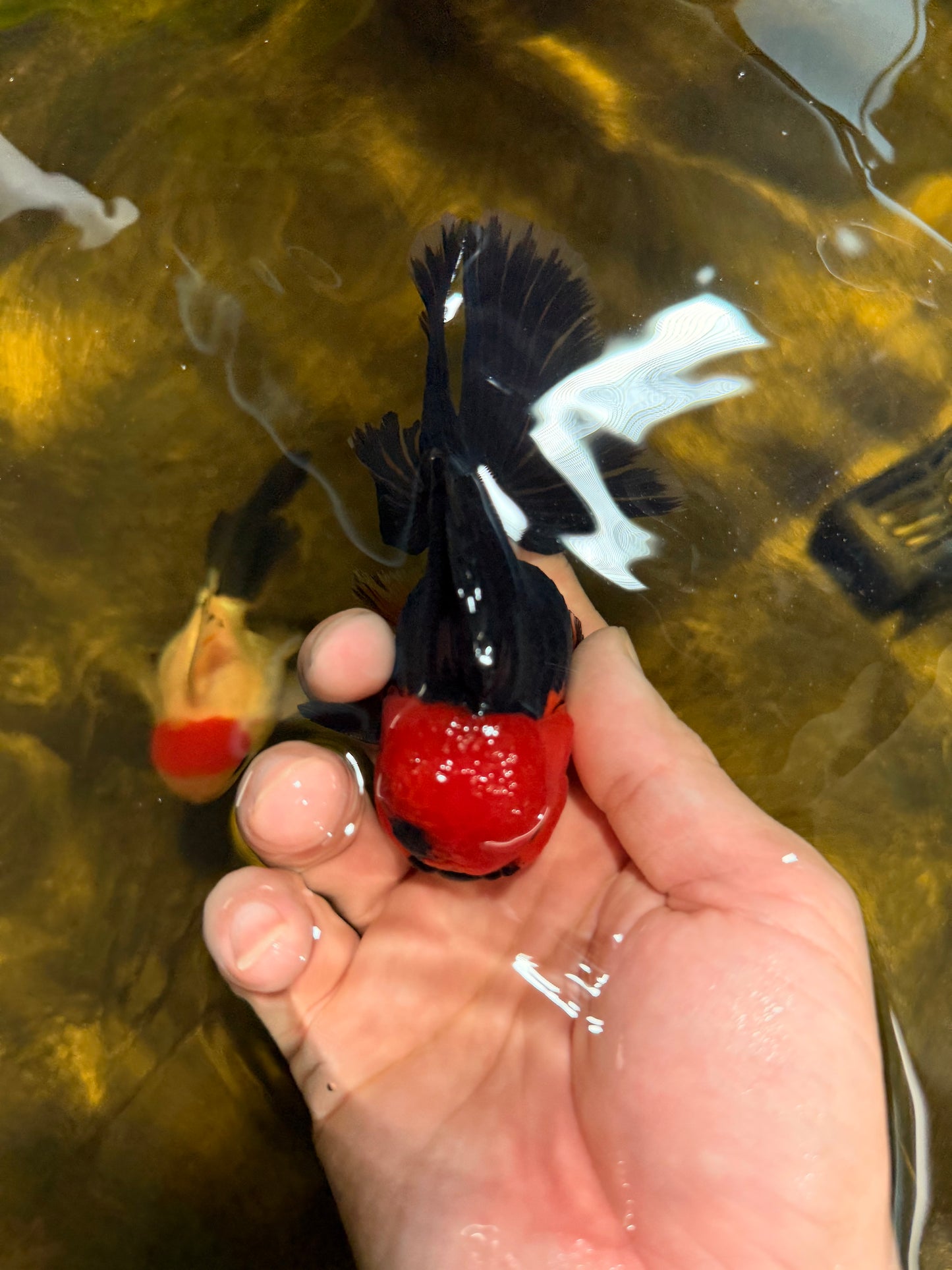 [SINGLE] Red Head Apache Oranda Male 4-4.5 inches #030626SO_01