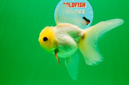 [SINGLE] White Male 5 inches #101725SO_04