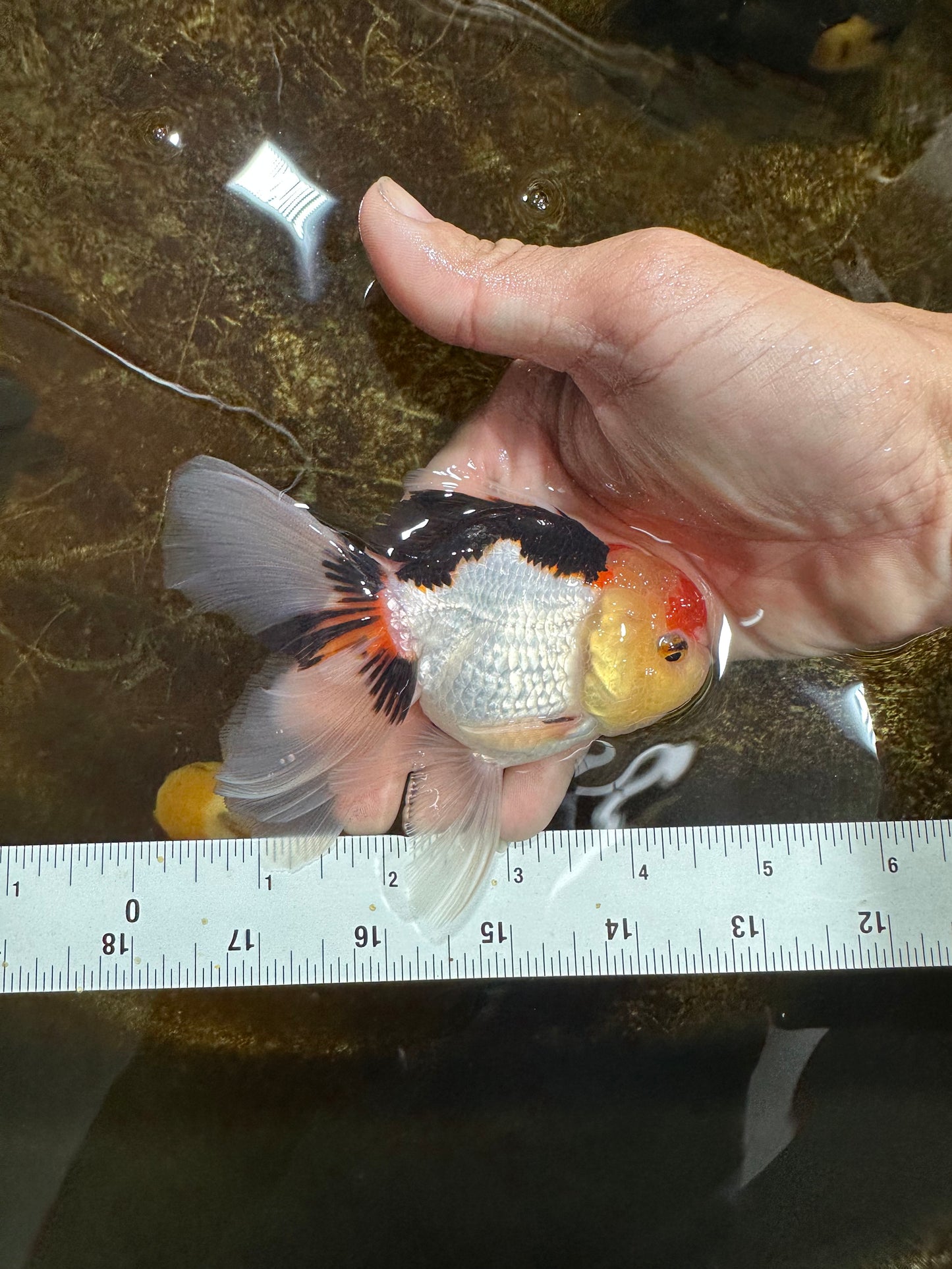 [SINGLE] Tricolor Oranda Male 4.5 inches #082225SO_03