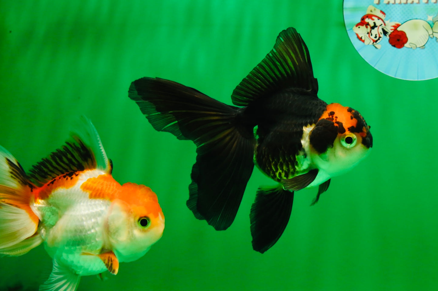 [COUPLE] Red White Male & Tricolor Female Oranda 4-4.5 inches #101025CO_08