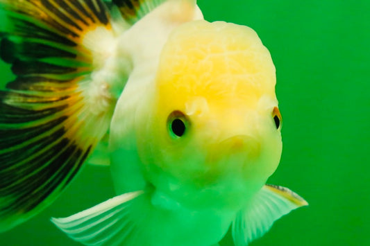 [SINGLE] White Oranda Male 4.5 inches #041825SO_01