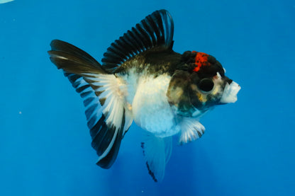 [SINGLE] Tricolor Oranda Male 4 inches #041726SO_03