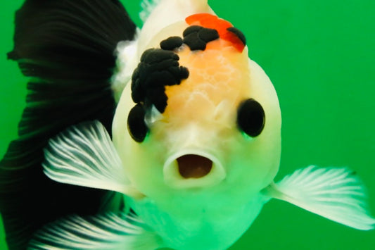 [SINGLE] Tricolor Oranda Male 4-4.5 inches #091925SO_09