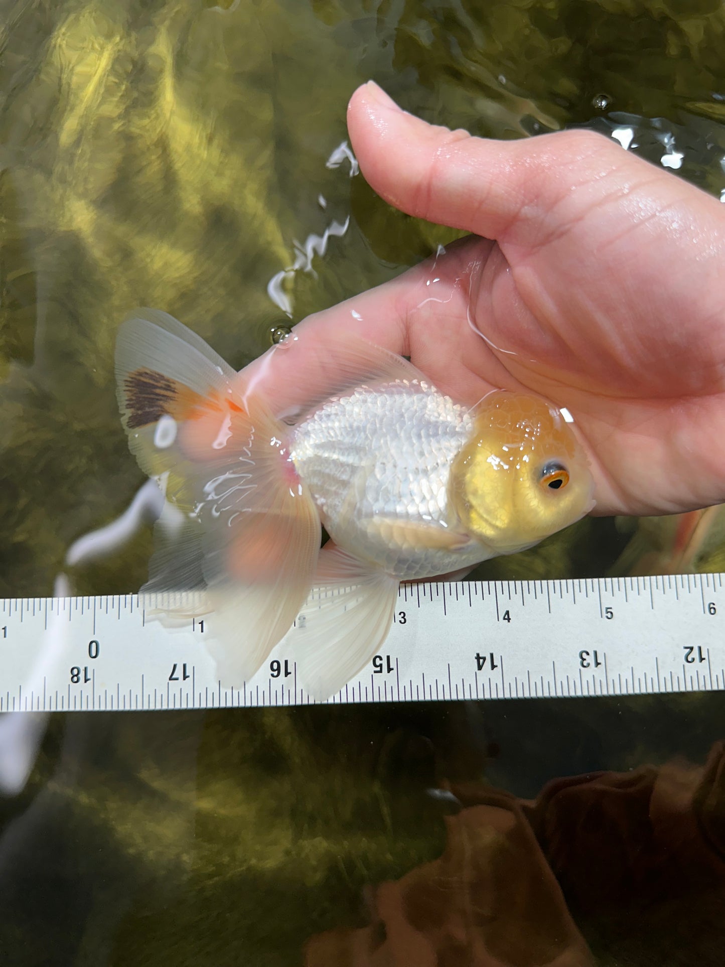 [SINGLE] White Oranda Male 4.5-5 inches #041825SO_03