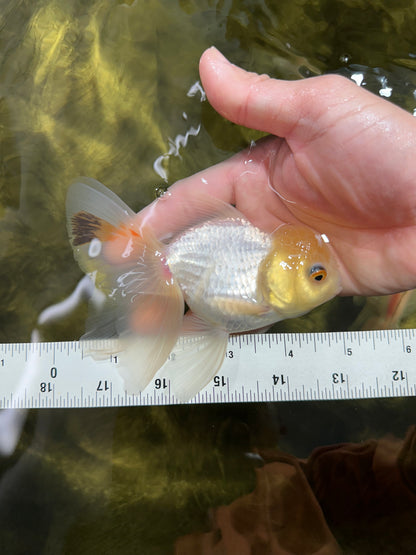 [SINGLE] White Oranda Male 4.5-5 inches #041825SO_03