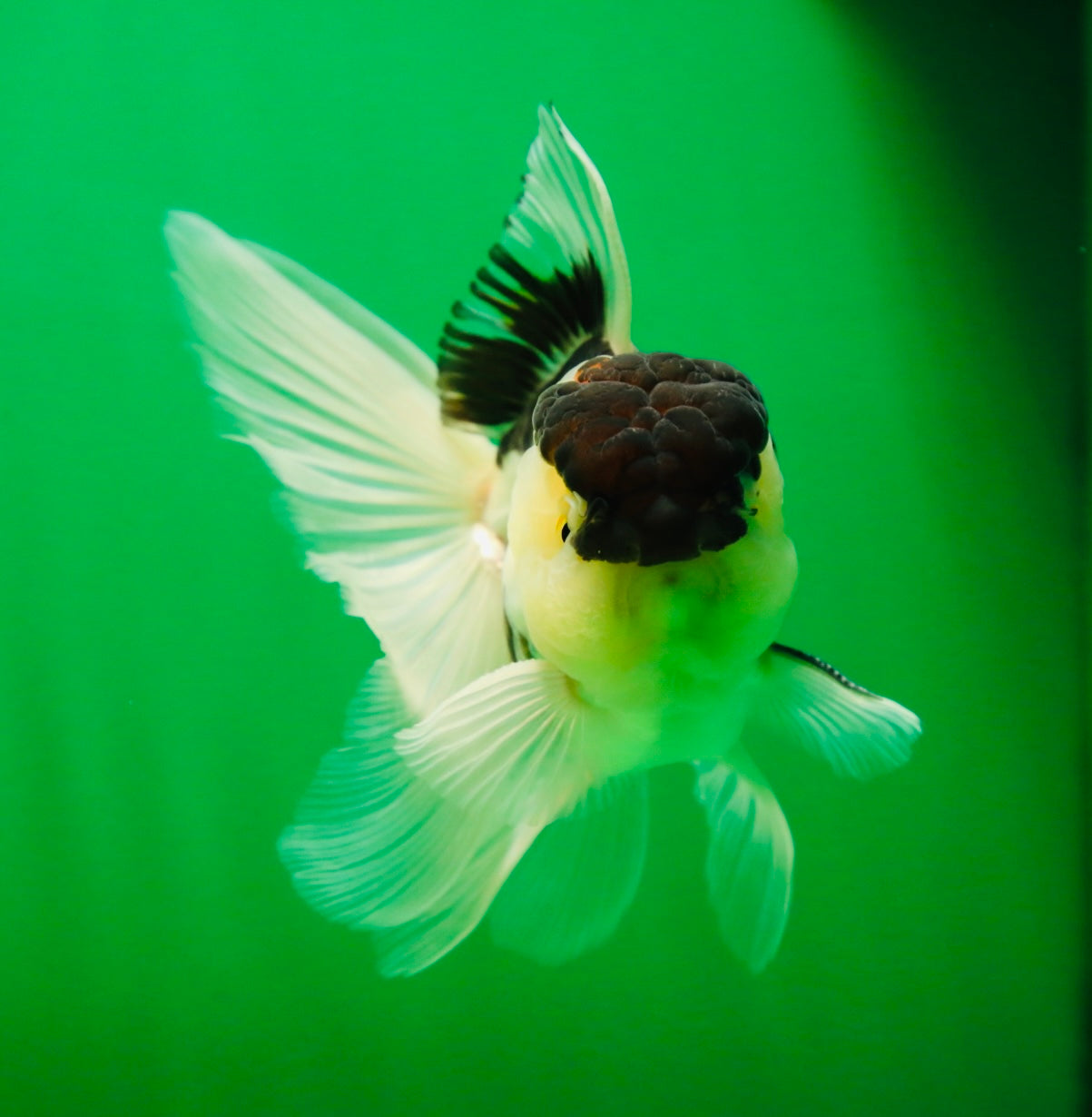 [SINGLE] Panda Oranda Male 4.5-5 inches #080825SO_07