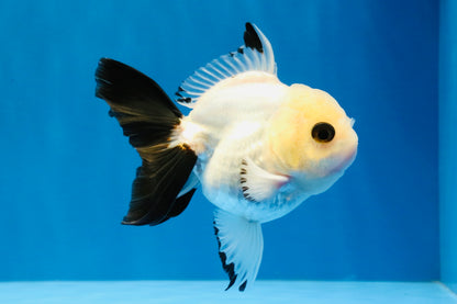 [SINGLE] Panda Oranda Male 4 inches #041026SO_08