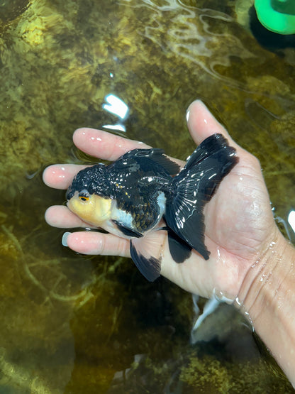 [SINGLE] Panda Oranda Male 4.5 inches #082225SO_08