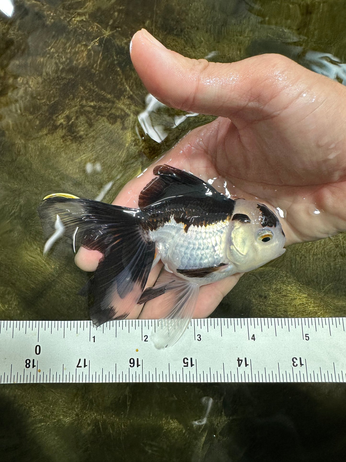 [COUPLE] Tricolor Male & Panda Female Oranda 4.5 inches #101025CO_02